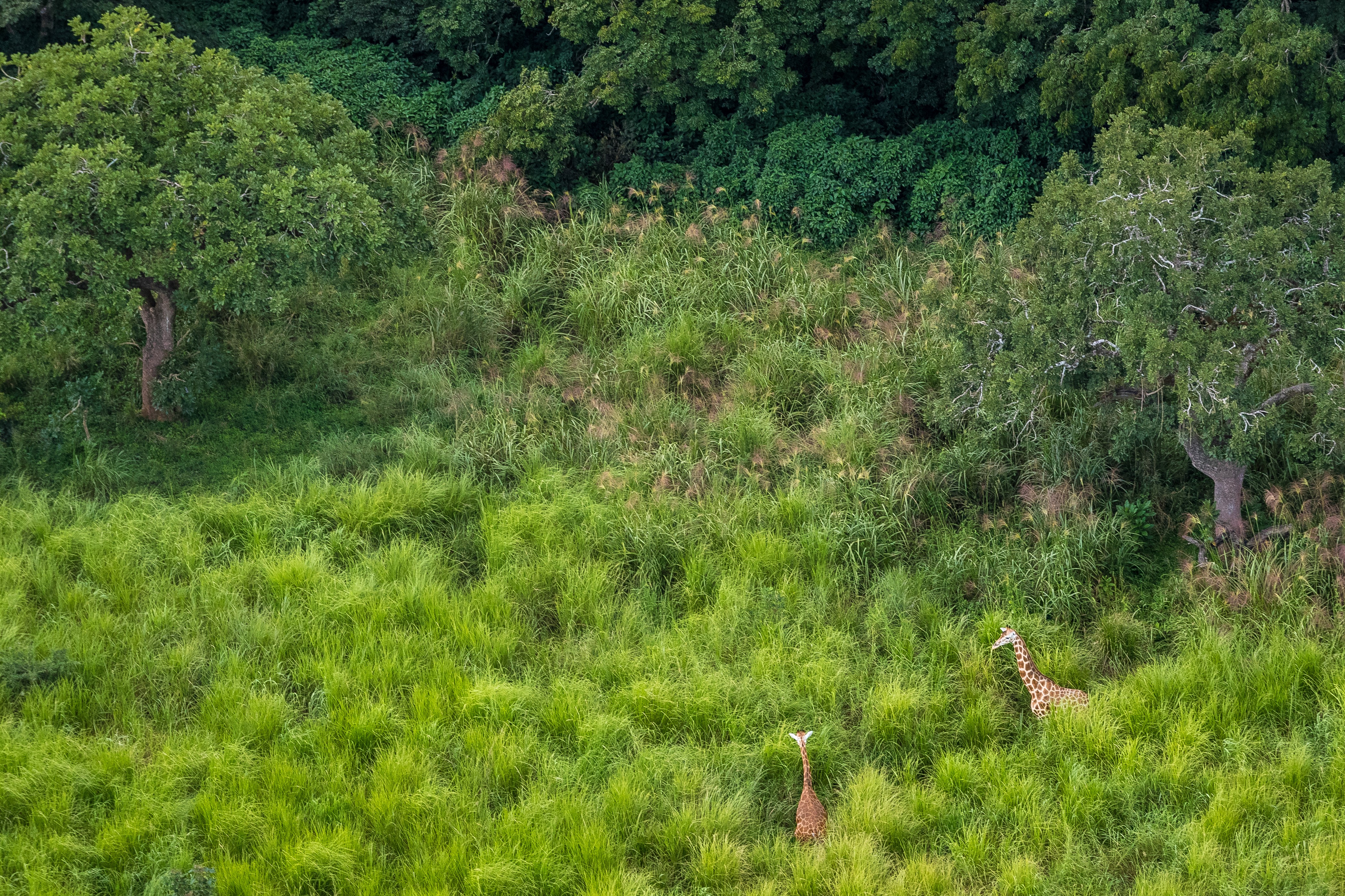  la nature du parc national de la garamba